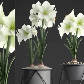 Collection of plants